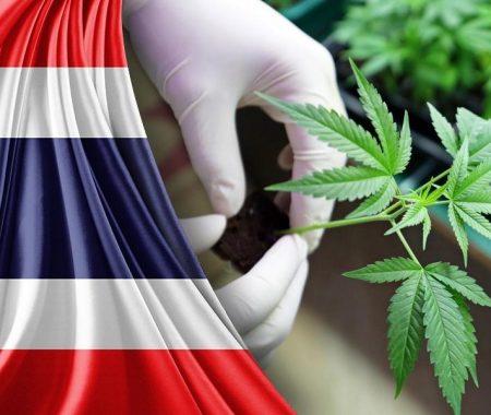 cannabis en Thailande